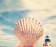 Single seashell
