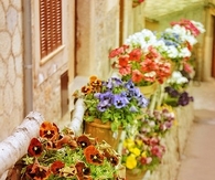 Flower Pots