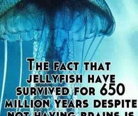stupid people