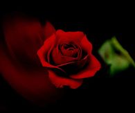 Blooming Red Rose