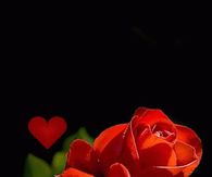 Rose Petals
