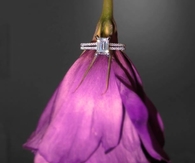 Beautiful Rose With An Engagement Ring