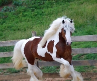 Gypsy Vanner Horse