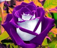 Purple Rose