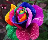 Rainbow Rose
