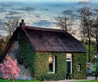 Ivy house