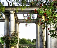 Ivy in the garden