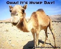 Its Hump Day