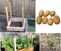 How to Grow 100 Pounds of Potatoes in Only 4 Square Feet
