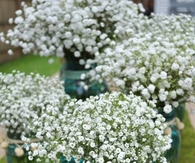 Mason jars with baby's breath