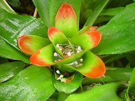Adelaide botanical garden