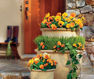 Pansies, Violas, Panolas, Grass and Ivy