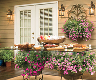 Trailing Petunias
