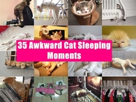 35 Awkward Cat Sleeping Moments