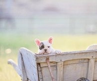 Puppy in a Wheelbarrow