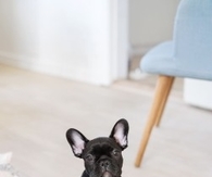 Cute Little Pup