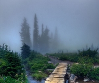Into the fog