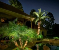 Palm Tree Pool