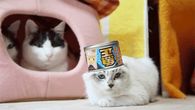 Mad cat
