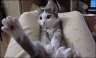 Funny Cat