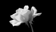 Blossoming White Rose
