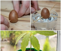 DIY Grow Your Own Avocado Tree