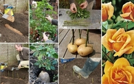 How to Propagate Roses Using Potatoes