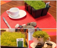 DIY Tiny Green Tea Garden