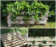 How to Make a Better Strawberry Pallet Planter