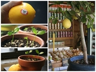 DIY How to Grow a Lemon Tree from Seed