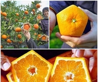 DIY Pentagonal Oranges