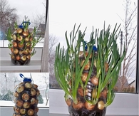 DIY Growing Onions Vertically