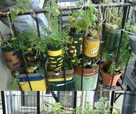 DIY Plastic Bottle Herb Hanging Garden
