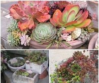 How to Grow Succulents in Containers