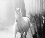 Beauty and Fantasy