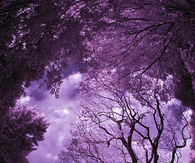 Purple sky