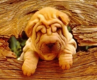 Cute Shar Pei Pup