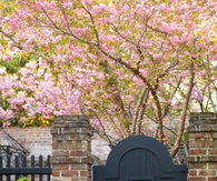 Painted wooden gate