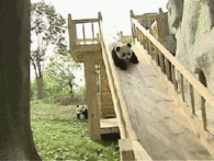 Panda Going Down Slide