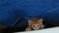 Excited Kittens
