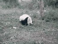 Panda doing a Somersault