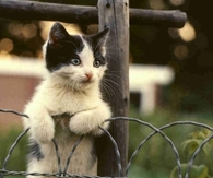 Cute Kitten Standing Up