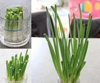 How to Regrow Onions