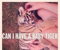 Can I Have A Baby Tiger