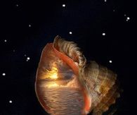 Moonlight & Seashell