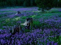 Purple Wildflowers