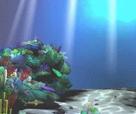 Under the Sea Beauty