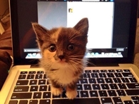 Kitty Needs Attention