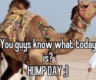 It's Hump Day