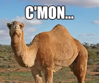 Humpday Camel
